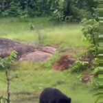 Just a Bear Enjoying Its Meal 7