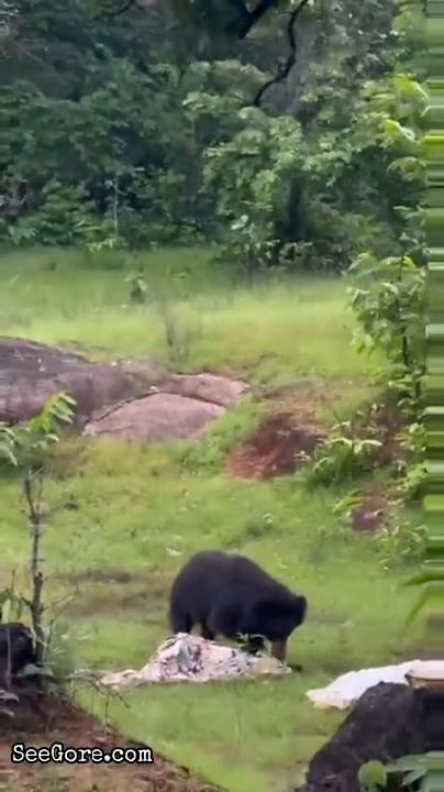 Just a Bear Enjoying Its Meal 2