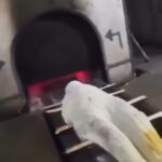 Young Man Jumps into Cremator to Follow His Grandmother 8